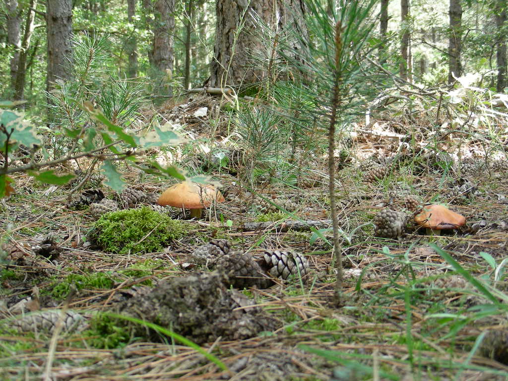 Suillus granulatus ...in foto